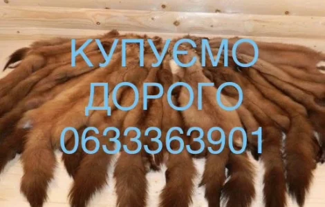 Купуємо шкури куниці та бобра
