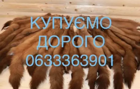 Покупаем шкуры куницы мех куниц