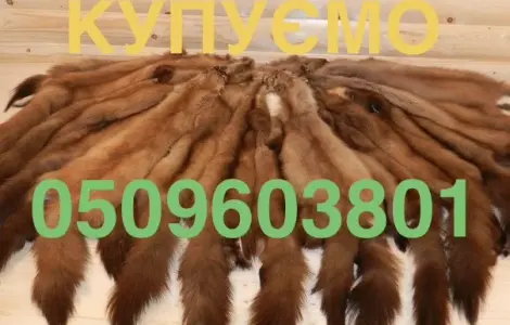 Купуємо дорого шкіри куниці/шкури куниць/куниця лісова камʼяна/дорого купуємо по усій Укра
