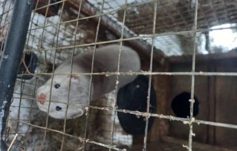 Норки самець і самка для розведення