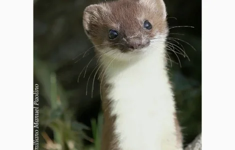 Куплю ласку