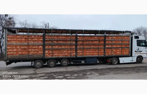 Куплю жилок курку несушку
