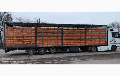 Куплю жилок курку несушку