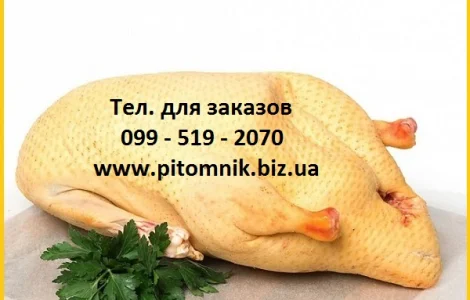 Мясо тушки мускусной утки шипуна