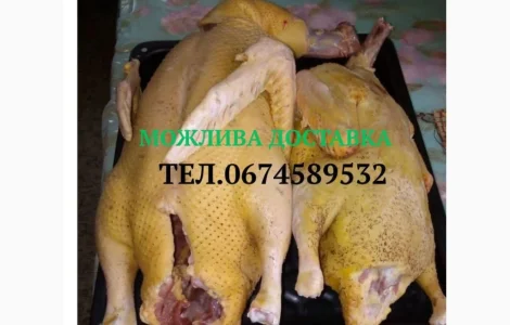 Продаются тушки индокачек оптом и в розницу