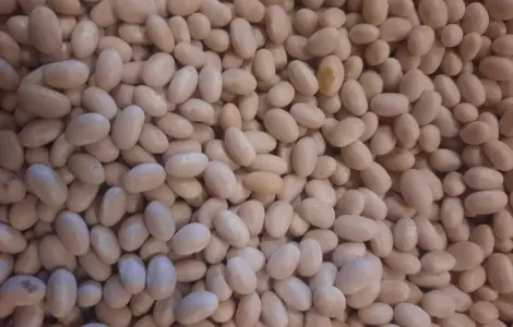 Продаж високоякісної квасолі