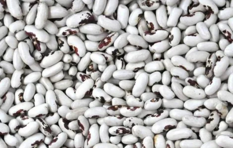 Продаж високоякісної квасолі з доставкою