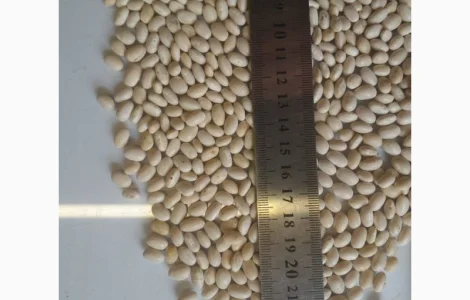 Продадим фасоль белую урожая 2025 года