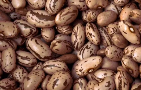 Сортовая фасоль оптом. Доставка по Украине