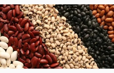 Купуємо на переробку квасолю різних сортів