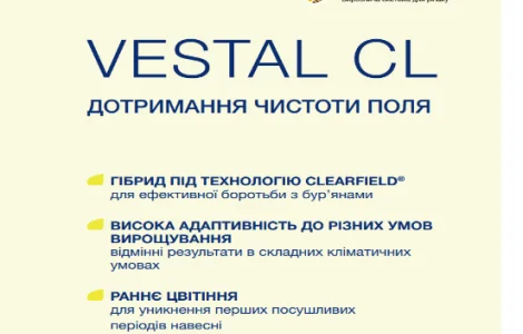 Насіння озимого ріпаку VESTAL CL (ВЕСТАЛ КЛ)