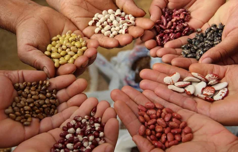 Покупаем фасоль на переработку. Принимаем белые и цветные сорта