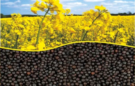 Продам Рапс Канадской селекции