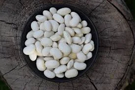 Закупівля квасолі на переробку