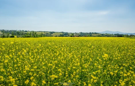 Ріпак Рапс Ріпак купуемо