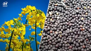 Куплю Рапс Дорого Вся Украина