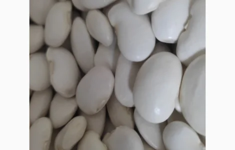 Продаємо квасолю сорту Бандоля