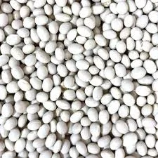 Продаж насіння квасолі. Посівний матеріал квасолі