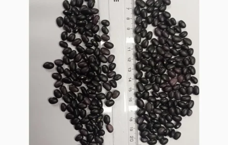 Продается посевной материал фасоли Мавка черная