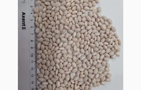 Продается посевной материал фасоли Мавка белая