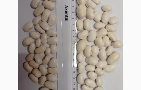 Продается посевной материал Фасоли Бандоля