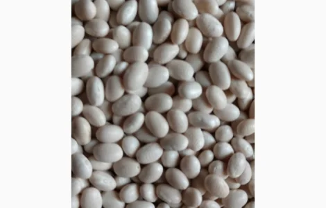 Продаю семена фасоли (фасоль семенная)