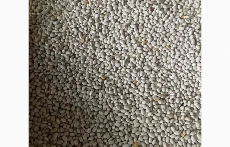 Продам квасолю сорту Неві Бінс