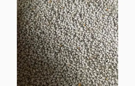 Продам квасолю сорту Неві Бінс