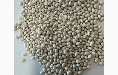 Продам фасоль білу на експорт.Sale of white beans 99.9%