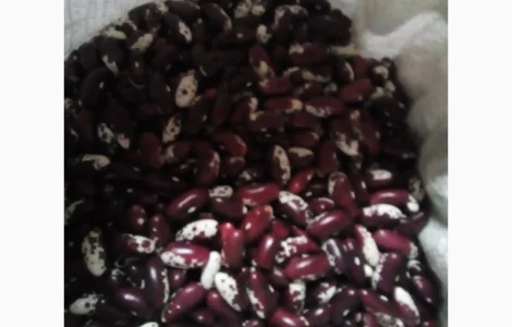 Продадим фасоль