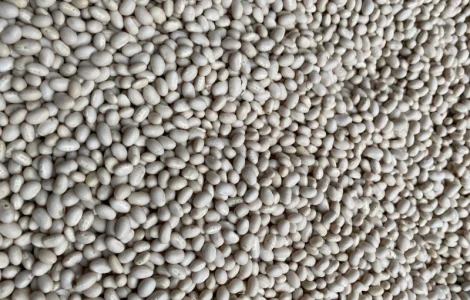 Продам фасоль Мавка