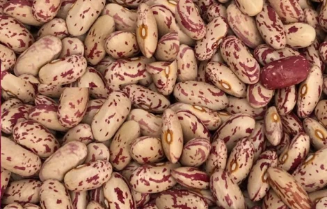 Продажа фасоли. Купить фасоль. Фасоль в наличии