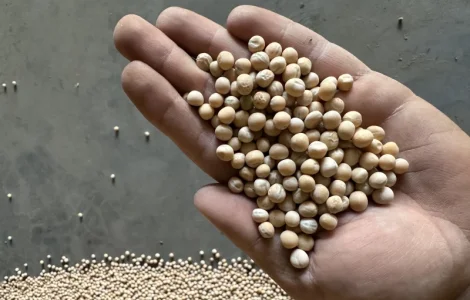 Продажа посевного гороха сорта Мадонна