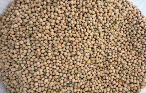 Закупівля жовтого гороху
