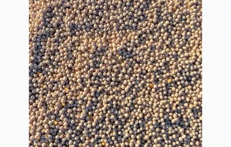 Яровой горох Esso – 10 тонн в продаже