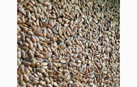 Продам семена льна масличного 80т
