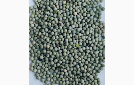 Продается зеленый горох – 300 тонн