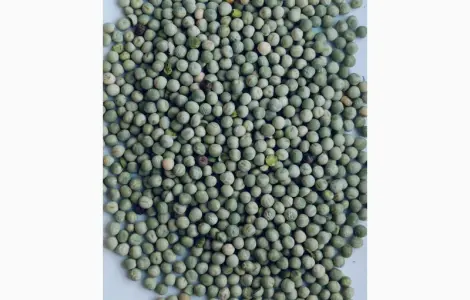 Продам горох зеленый- 300т