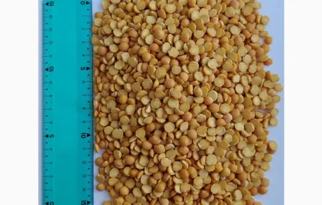 Продам горох жовтий колотий- 110т