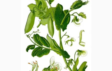 Горох жовтий