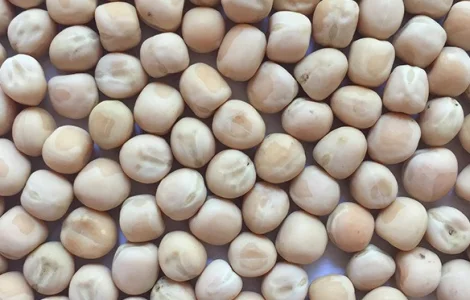 Горох жовтий