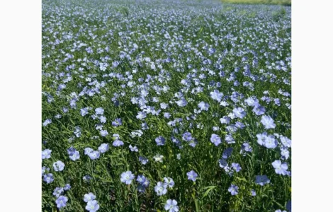 Купую льон олійний на переробку