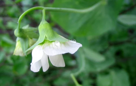 Горох жовтий