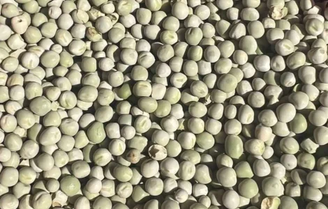 Продаж зеленого гороху – 900 тонн