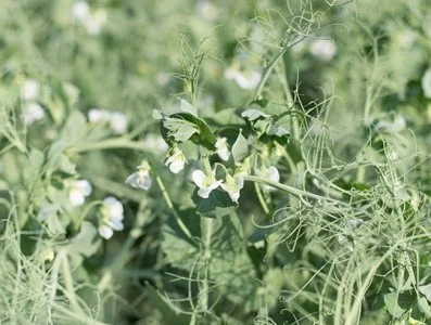 Горох ярий Есо 2р от производителя