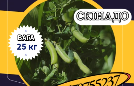 Насіння Цукрового Гороху Скінадо. Насіння Гороху ( 25кг )