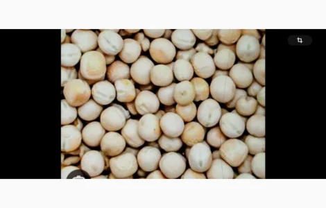 Продается горох ярий, 6,5 тонн