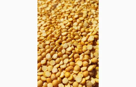 Пропонується жовтий колотий горох вищого сорту