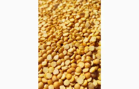 Продам Жовтий колотий горох