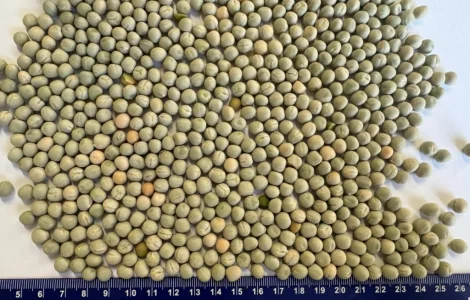 Продажа зеленого гороха на экспорт